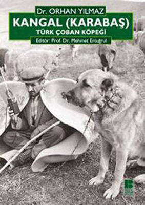 Kangal Karabaş Türk Çoban Köpeği - 1